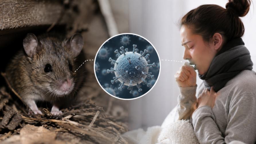 What Is Hantavirus? Symptoms, Transmission Routes, and Prevention Methods